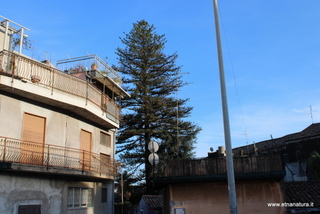 Araucaria santa Barbara